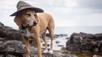 pic for Dog In Funny Wizard Style Hat 